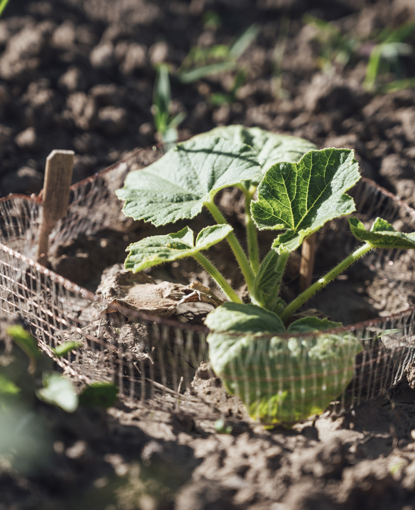 Plant growing in field